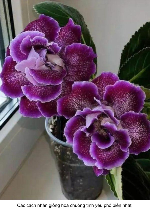 cách nhân giống hoa chuông tình yêu