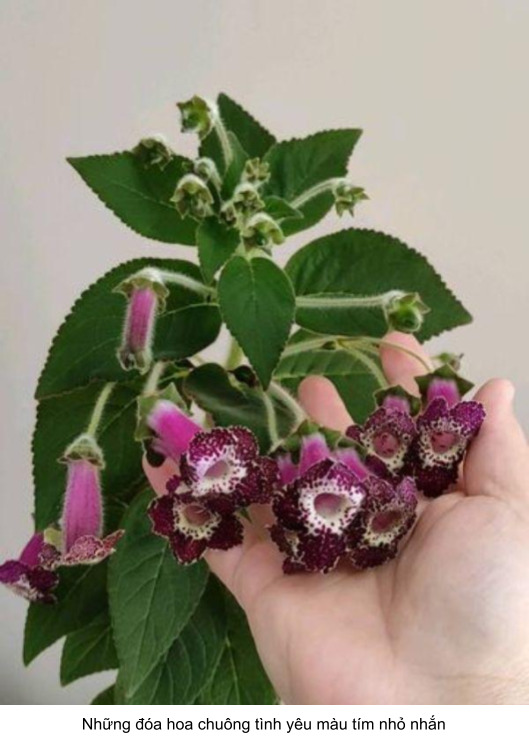 hoa chuông tình yêu nhỏ xinh xắn 