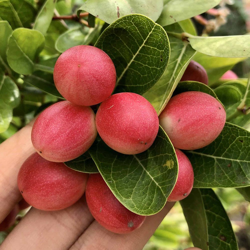 Cách trồng