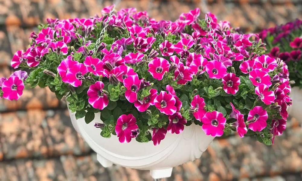 Đặc điểm của hoa dạ yến thảo