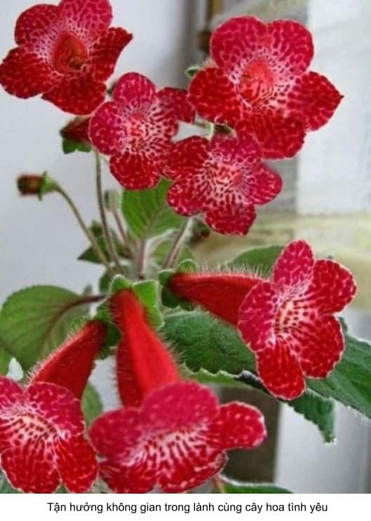 cách trồng hoa chuông tình yêu