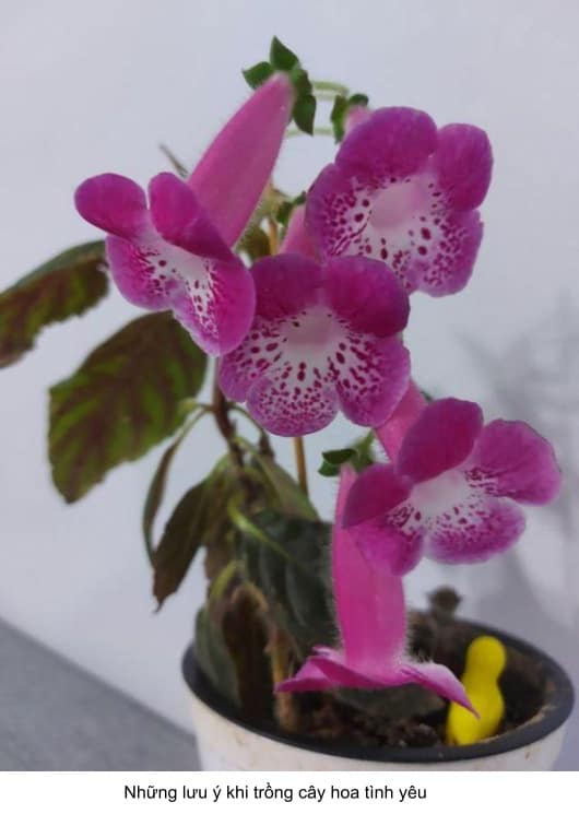 cách trồng hoa tình yêu