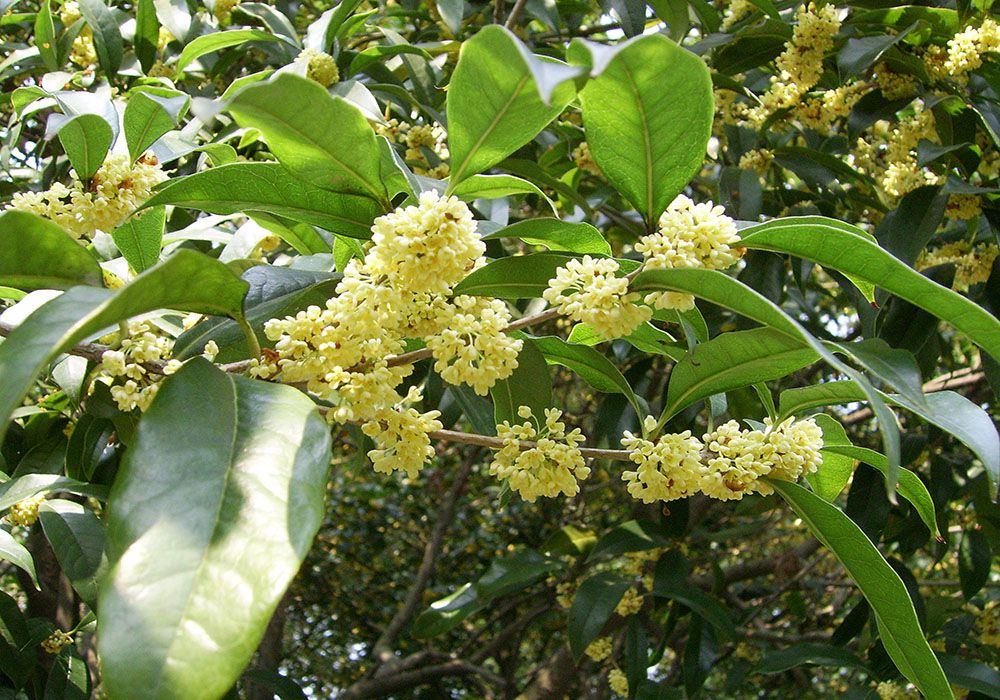 Cây mộc hương là gì?