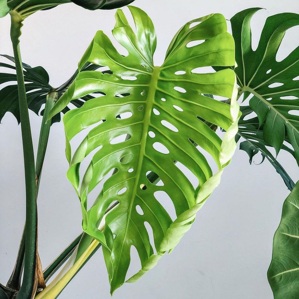 Cây Monstera là cây gì?