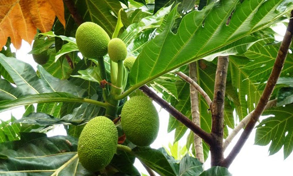 Nguyên liệu nấu ăn