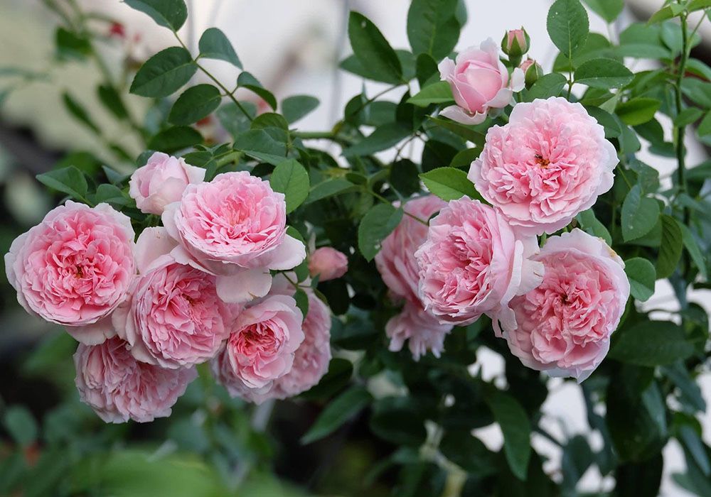 Công dụng hoa Spirit of freedom rose