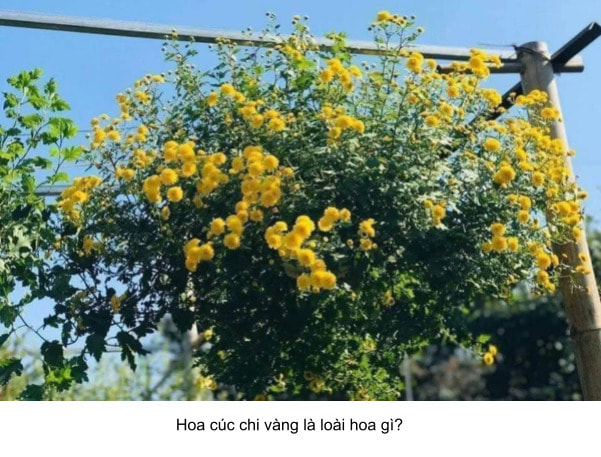 cúc chi rủ vàng