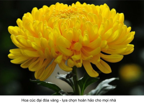 cúc đại đóa vàng