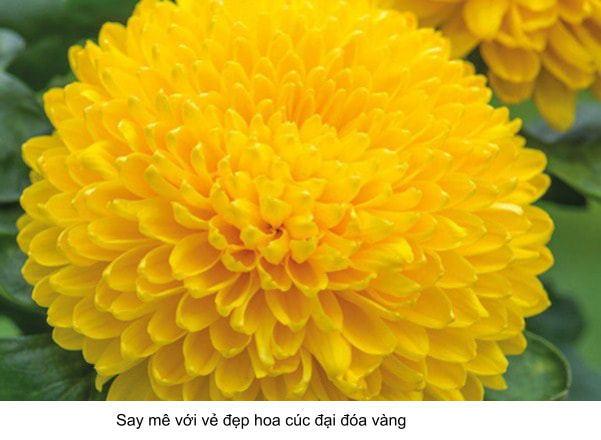 ý nghĩa hoa cúc đại đóa