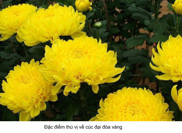 cúc vàng đại đóa 