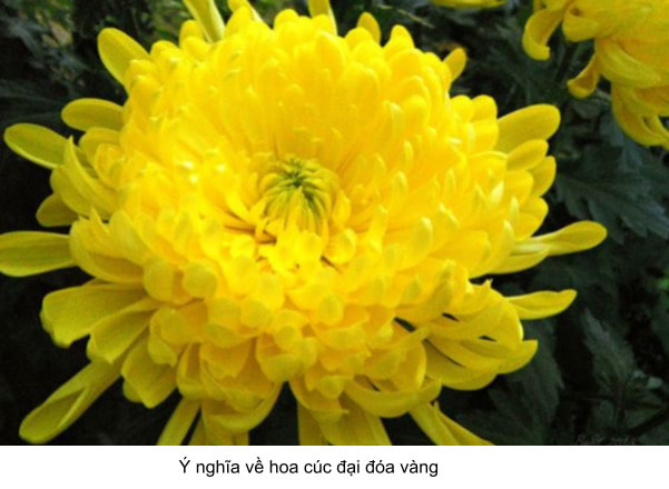 hoa cúc đại đóa vàng