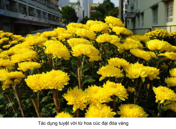 chậu cúc đại đóa