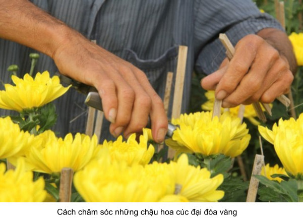 cách nhân giống cúc đại đóa