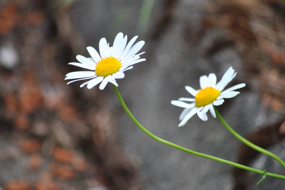 Daisy là hoa gì?