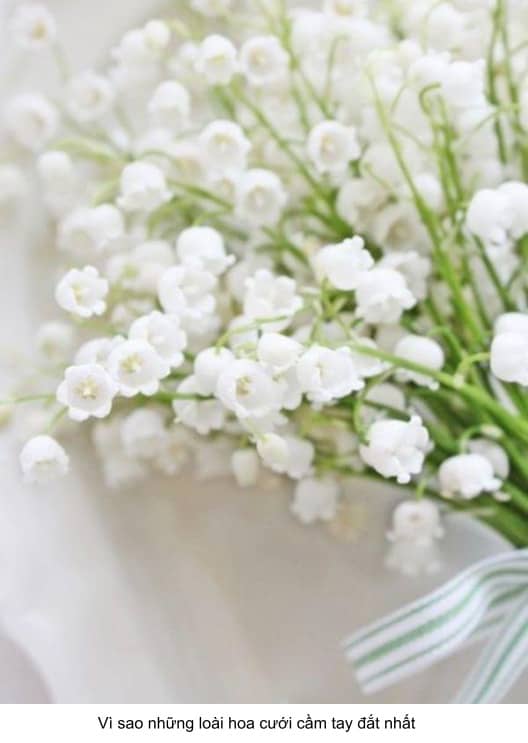 hoa đắt nhất thế giới