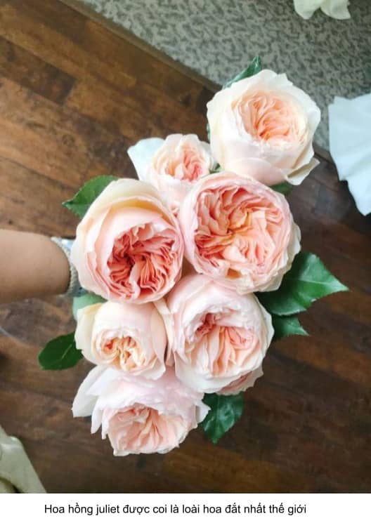 hoa hồng đắt nhất thế giới