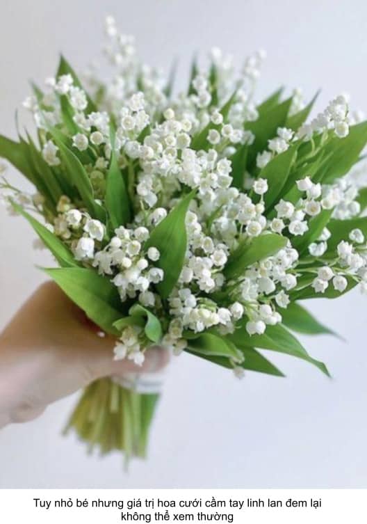 hoa cầm tay linh lan đắt nhất thế giới