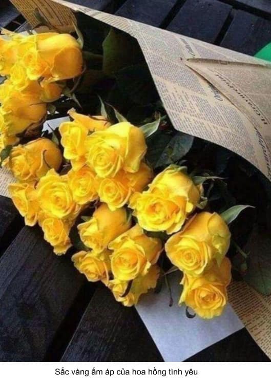 hoa hồng tình yêu màu vàng
