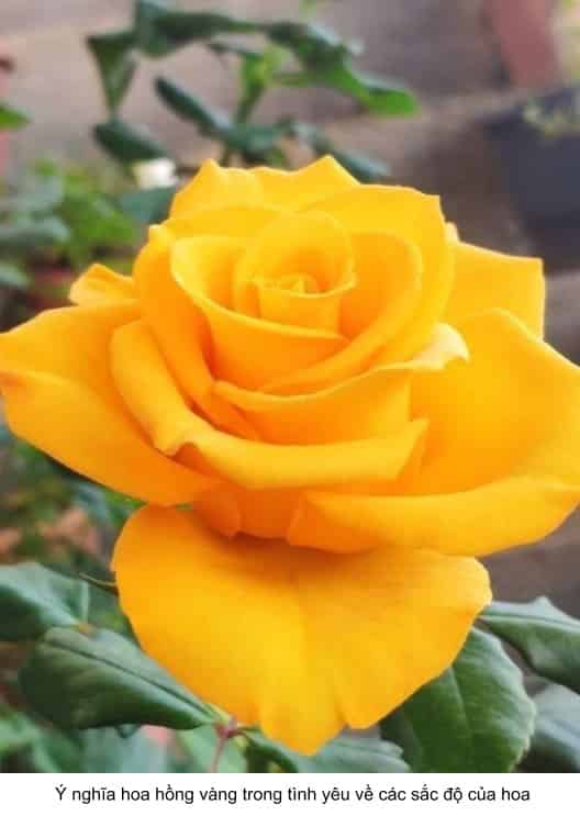 ý nghĩa hoa hồng vàng trong tình yêu