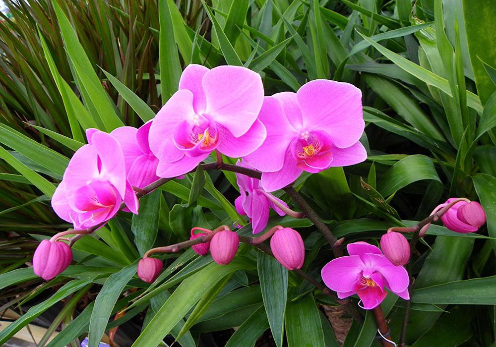 Hoa lan