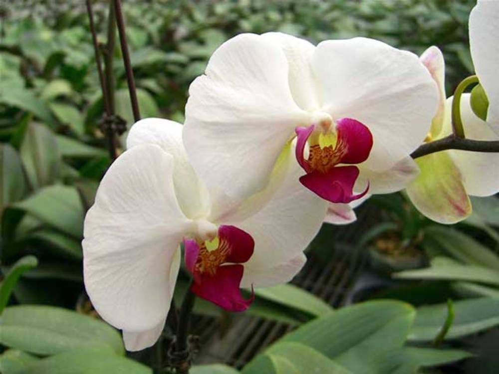 Lan hồ điệp trắng có lưỡi đỏ