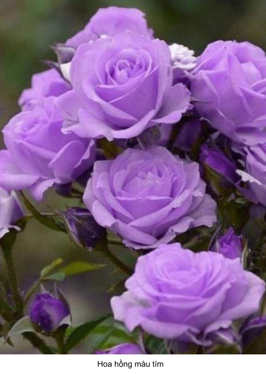 vẻ đẹp của hoa hồng màu tím 