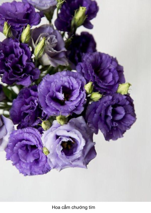 hoa cẩm chướng màu tím tuyệt đẹp