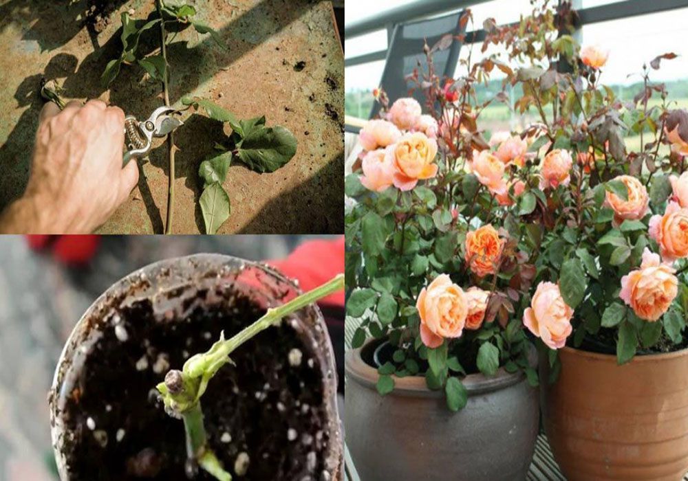 Cách trồng và chăm sóc hoa hồng