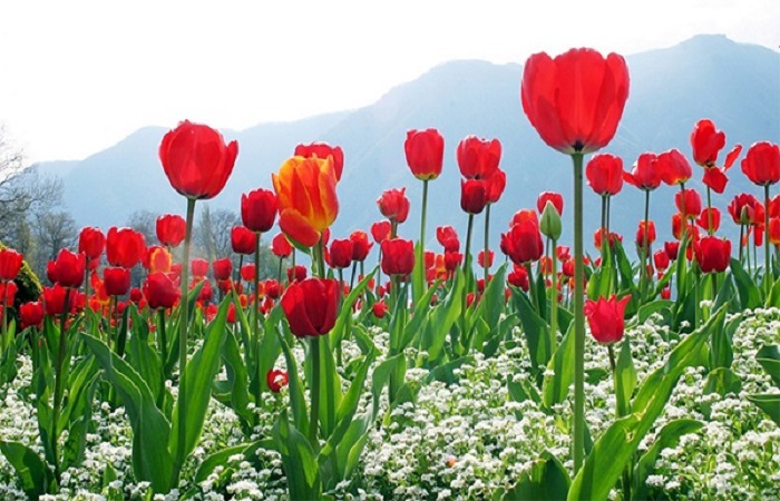 Ý nghĩa của hoa Tulip tím trong tình yêu