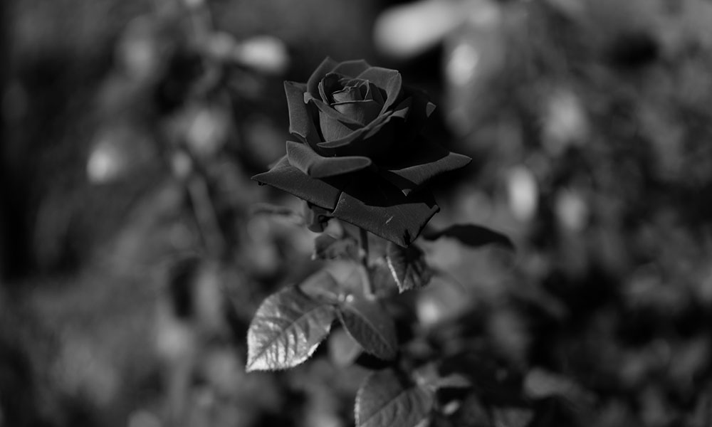 Tìm hiểu 98+ hình ảnh hoa buồn cô đơn hay nhất - Tin Học Vui
