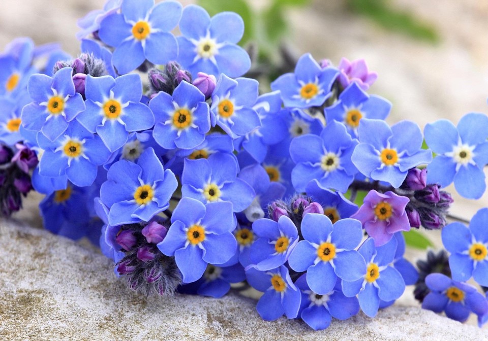 Chi tiết hơn 154 về hoa màu xanh nước biển hay nhất