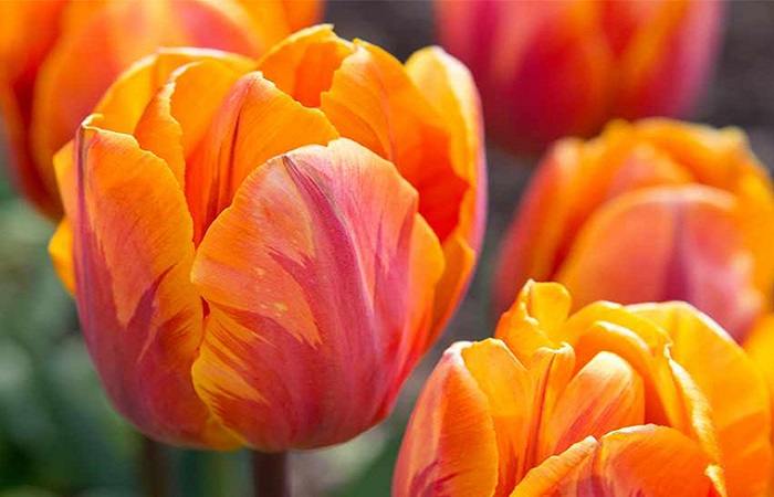 Ý nghĩa của hoa Tulip tím trong tình yêu