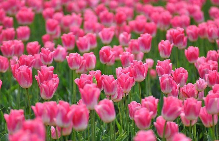 Ý nghĩa của hoa Tulip tím trong tình yêu