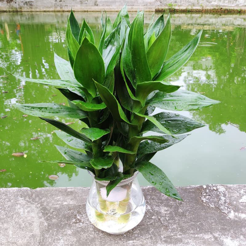 Cây phát lộc