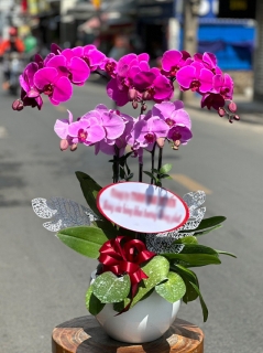 Chậu Lan Hồ Điệp CL020