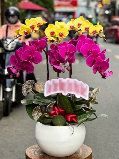 Chậu Lan Hồ Điệp CL027