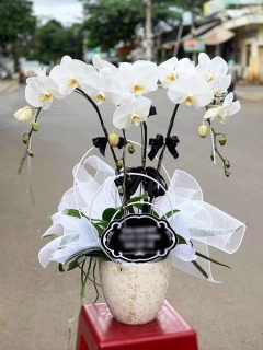 Chậu Lan Hồ Điệp