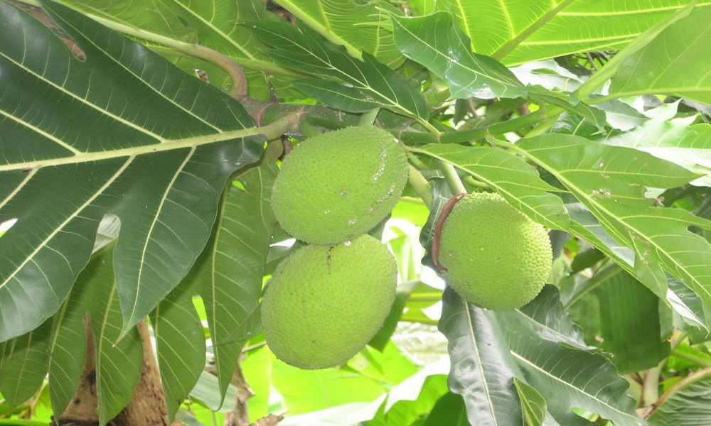 Cây sa kê tạo bóng mát
