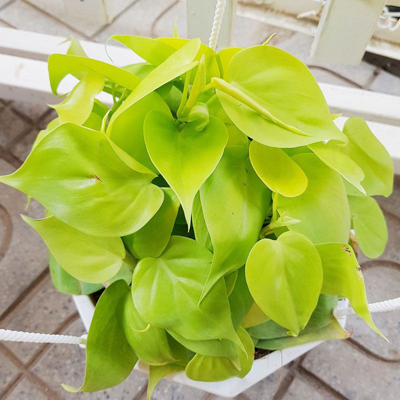 Trầu bà vàng