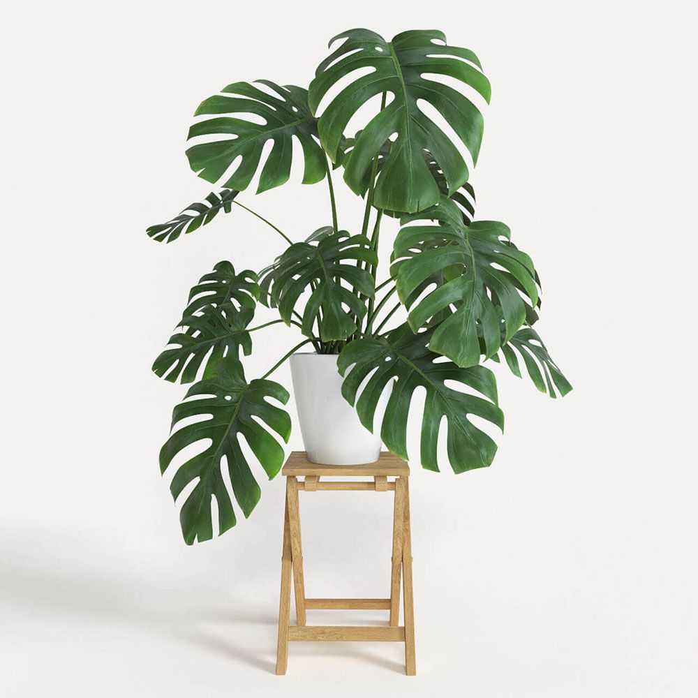 Vì sao cây Monstera được ưa chuộng?