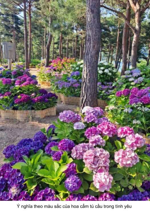 thông điệp của hoa cẩm tú cầu