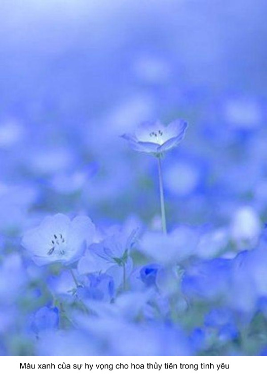 ý nghĩa hoa thủy tiên trong tình yêu màu xanh
